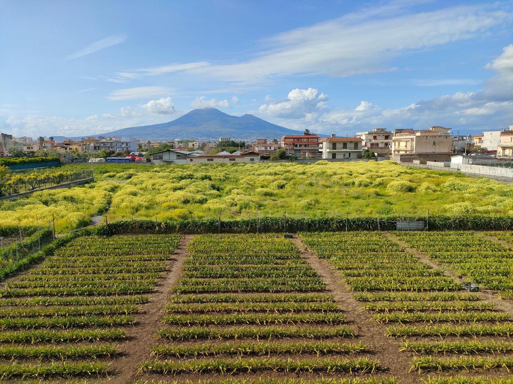 Lilla Housing Leilighet Castellammare di Stabia Eksteriør bilde